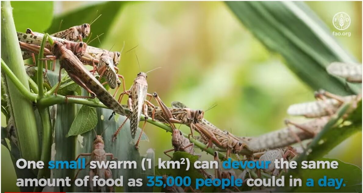 Follow Up SDG 2 Pests and food security (Year 5 Year 8) EkoSkola